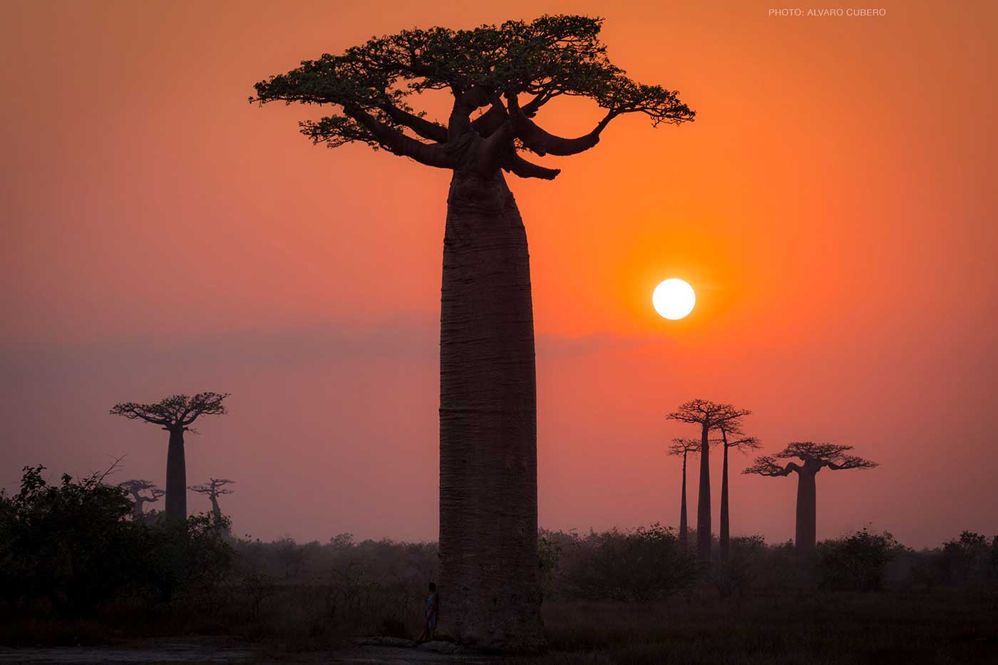 baobabs madagascar Alvaro cubero