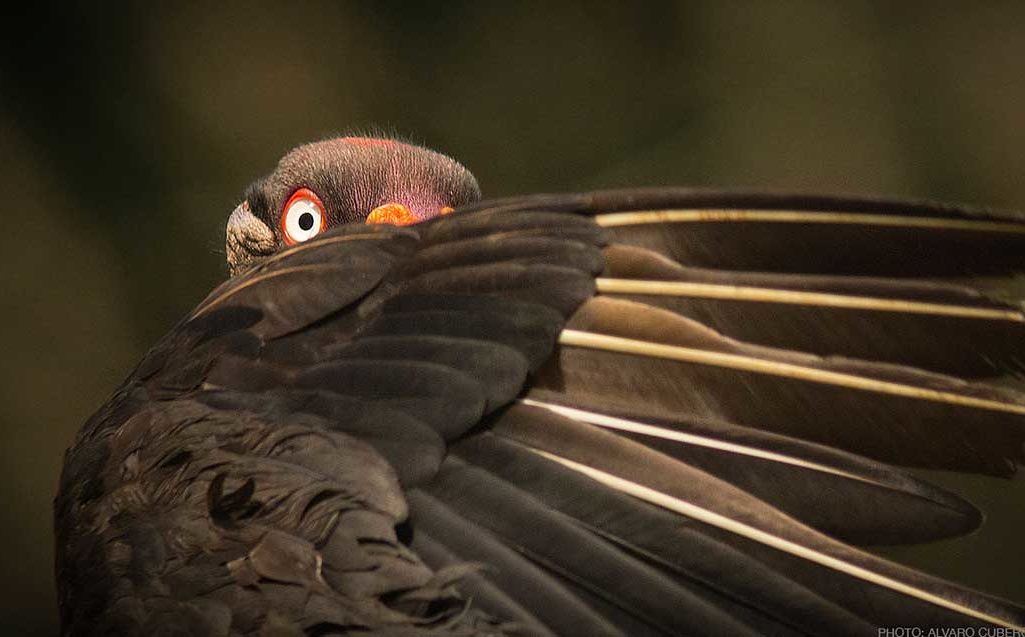 King Vulture Adult costa rica